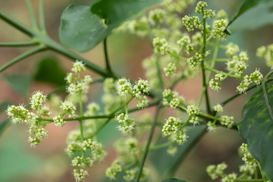 三桠苦花