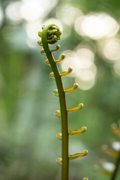 野蕨蕨菜