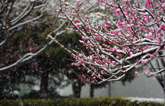 傲雪红梅