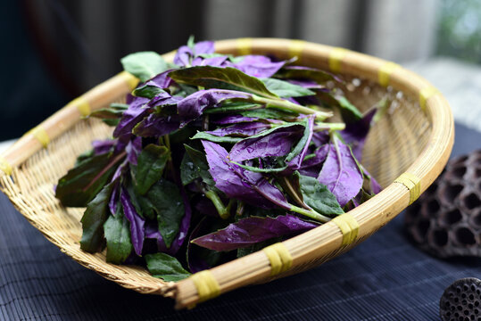 火锅紫背菜