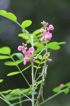 花草