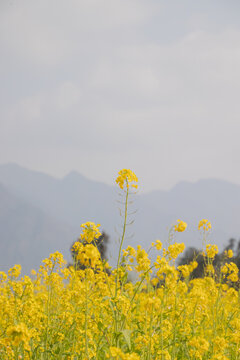 油菜花开特写