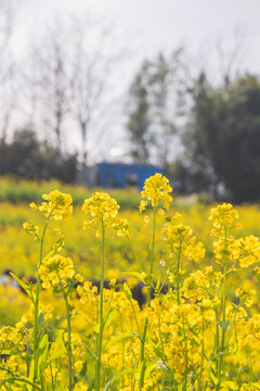 金黄油菜花海