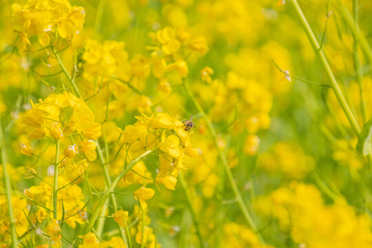 金黄油菜花海