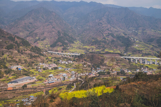 山间开放油菜花