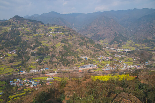 山间开放油菜花