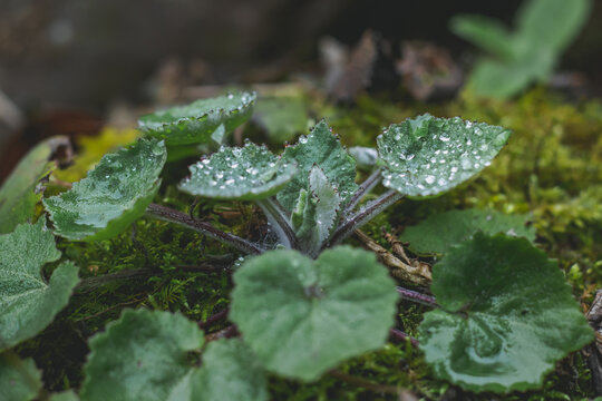 绿色植物上的露水