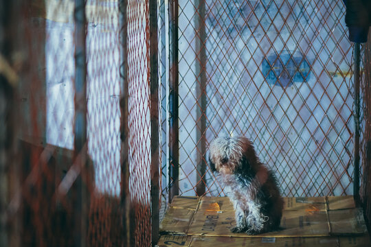 流浪犬狗宠物伤感孤独