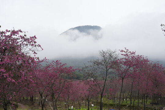 樱花风景