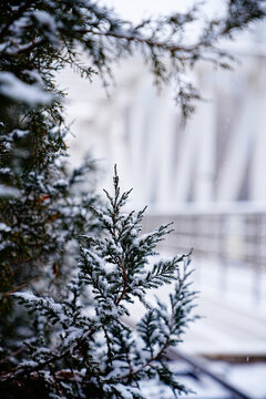 雪天柏树