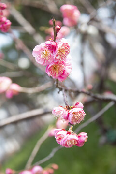 梅花