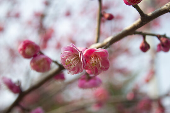 梅花