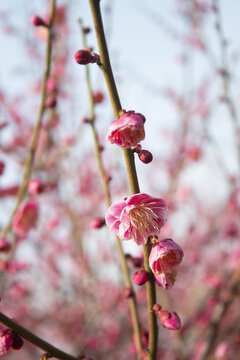 梅花