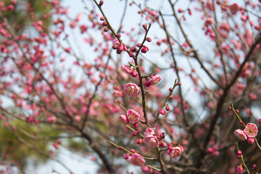 梅花