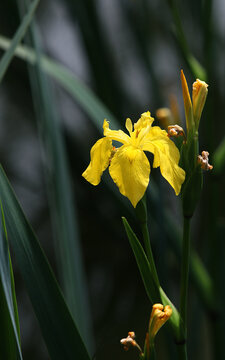 黄花