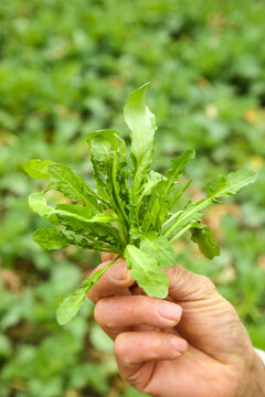 手里拿着新鲜荠菜