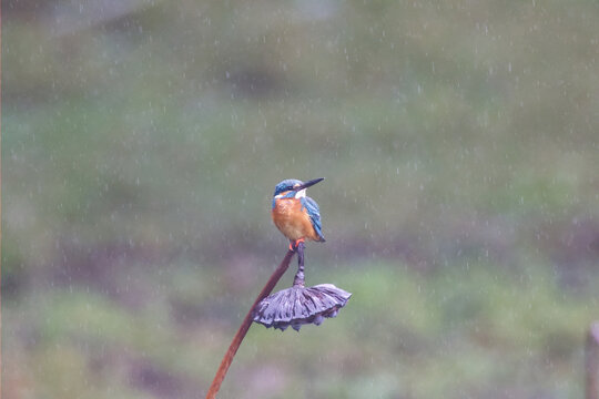 雨中的翠鸟