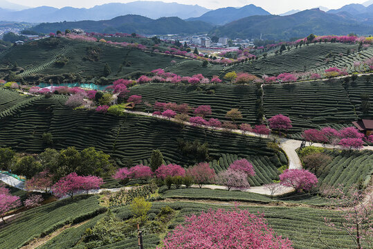 福建永福台品樱花茶园