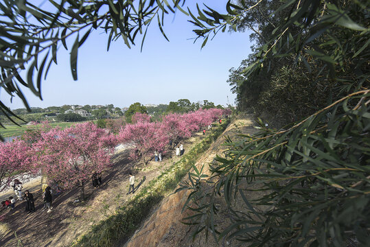 樱花树