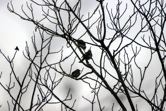 冬季北方枝头的麻雀