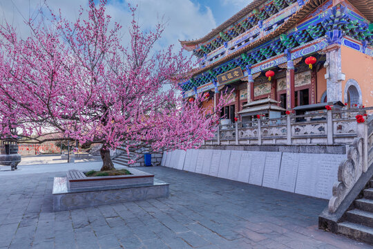 棋盘宫古树梅花盛开