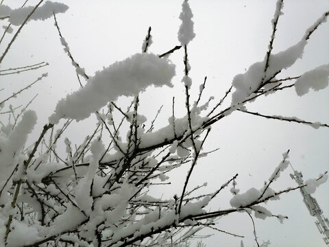 雪压树枝