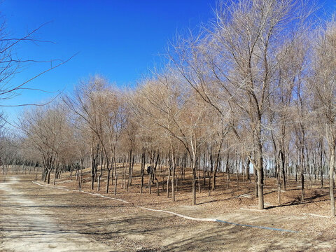 冬天树林风景