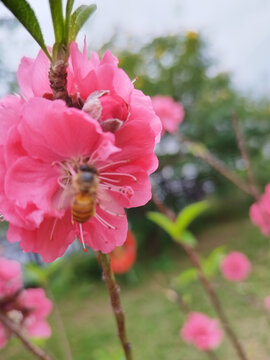 桃花