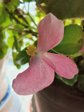 四季海棠丝绒质感的花瓣