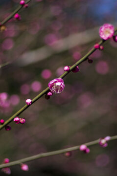 梅花素材