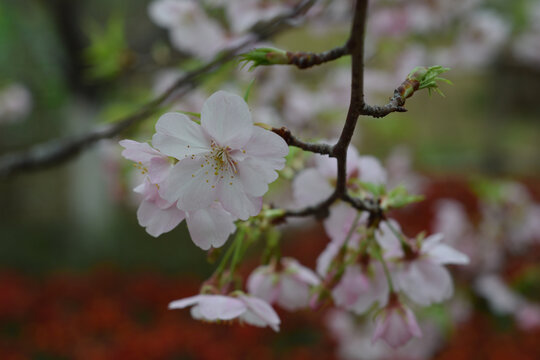 樱花