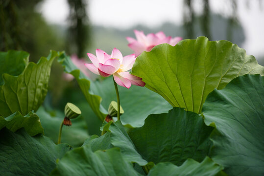 池塘里的荷花与莲蓬