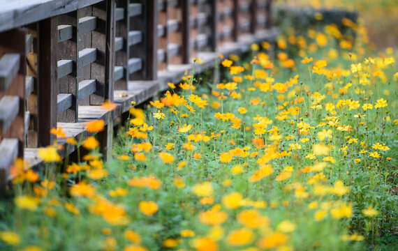 奥森公园一片漂亮黄色小花
