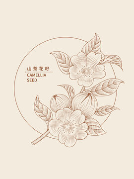 山茶花籽插画