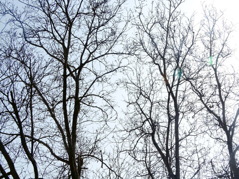 冬日树枝