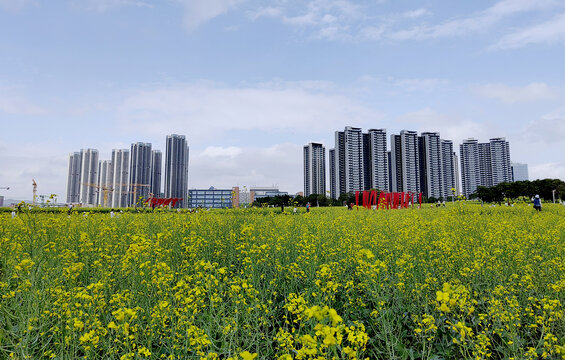 光明油菜花海