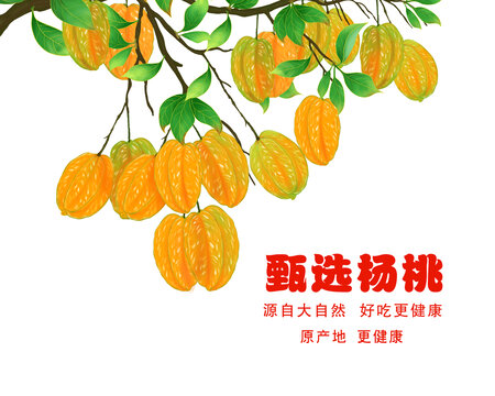 甄選楊桃