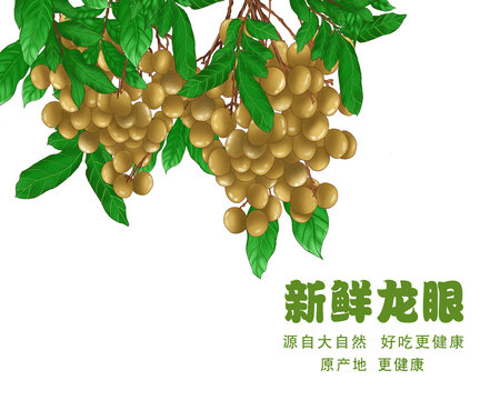 手繪龍眼