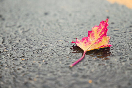 秋天雨后掉落的树叶