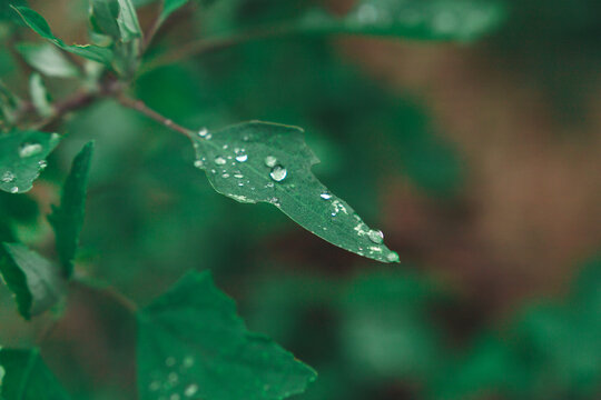 沾满露水雨水的叶片