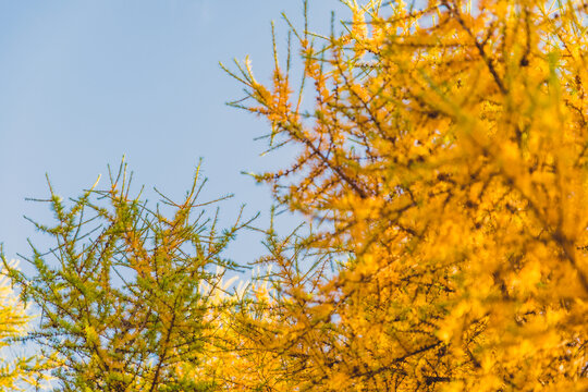 秋天蓝天下的松枝