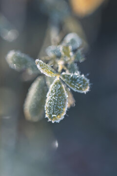 冬季立冬霜降户外植物图片