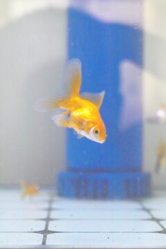 鱼缸中的金鱼