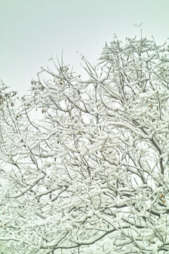 春雪