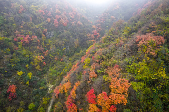 秦岭红叶