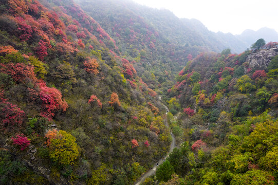 秦岭红叶