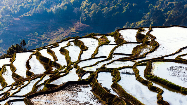 元阳甲寅梯田