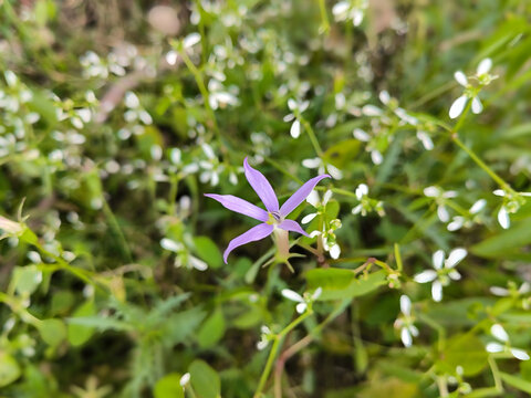 紫色小草花秋天流星花