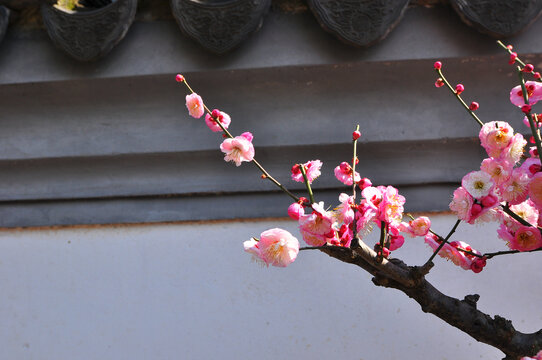 红梅花开