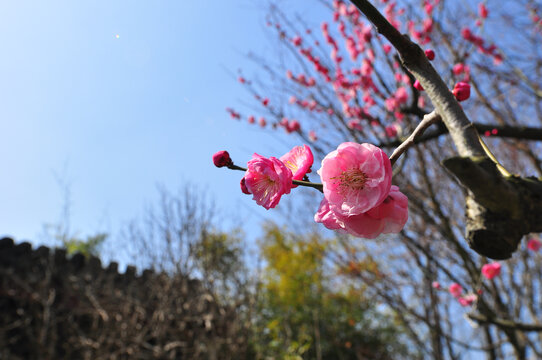 红梅花开